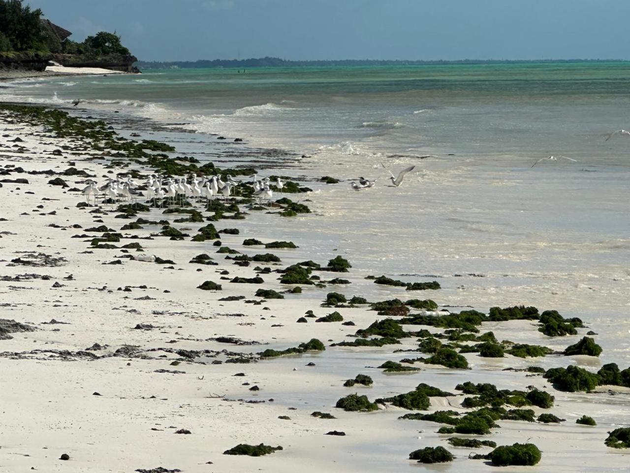 Villa Serenity, Tanzania Unforgettable Paje Eksteriør billede